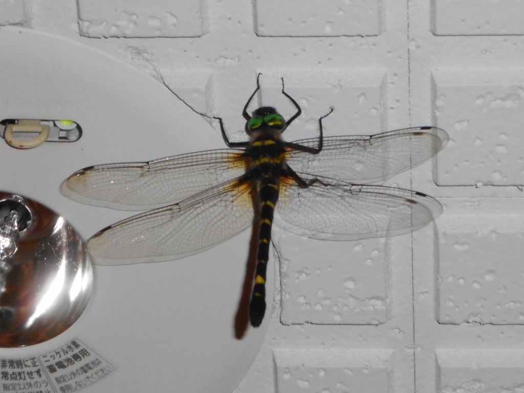 コヤマトンボの頭部の黄色条 富士山麓の自然