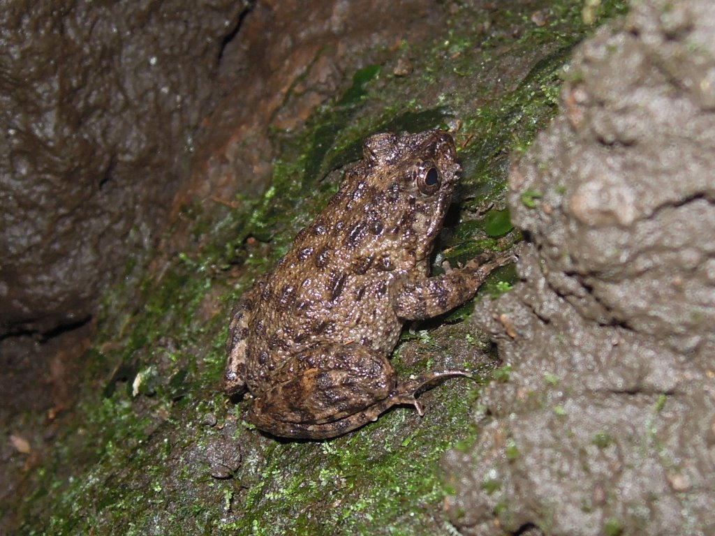 溶岩洞窟のツチガエル、マルガタゴミムシ : 富士山麓の自然