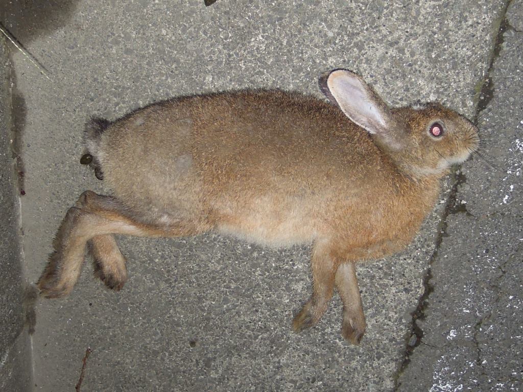 ニホンノウサギlepus Brachyurus 富士山麓の自然