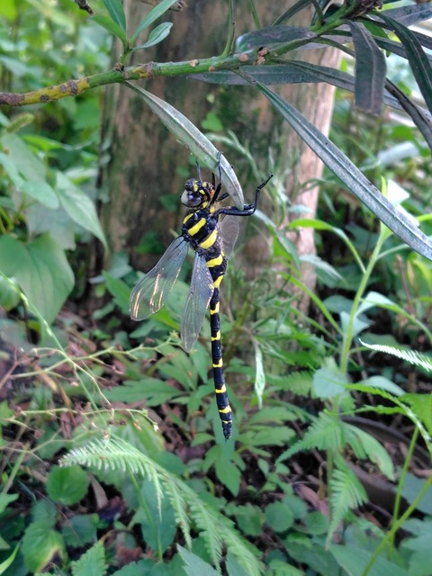 オニヤンマ Anotogaster sieboldii (Sélys, 1854) : 富士山麓の自然
