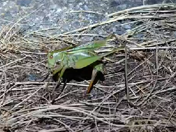 ヒガシキリギリスの共食いと産卵 アオガエルのオッドアイ 富士山麓の自然