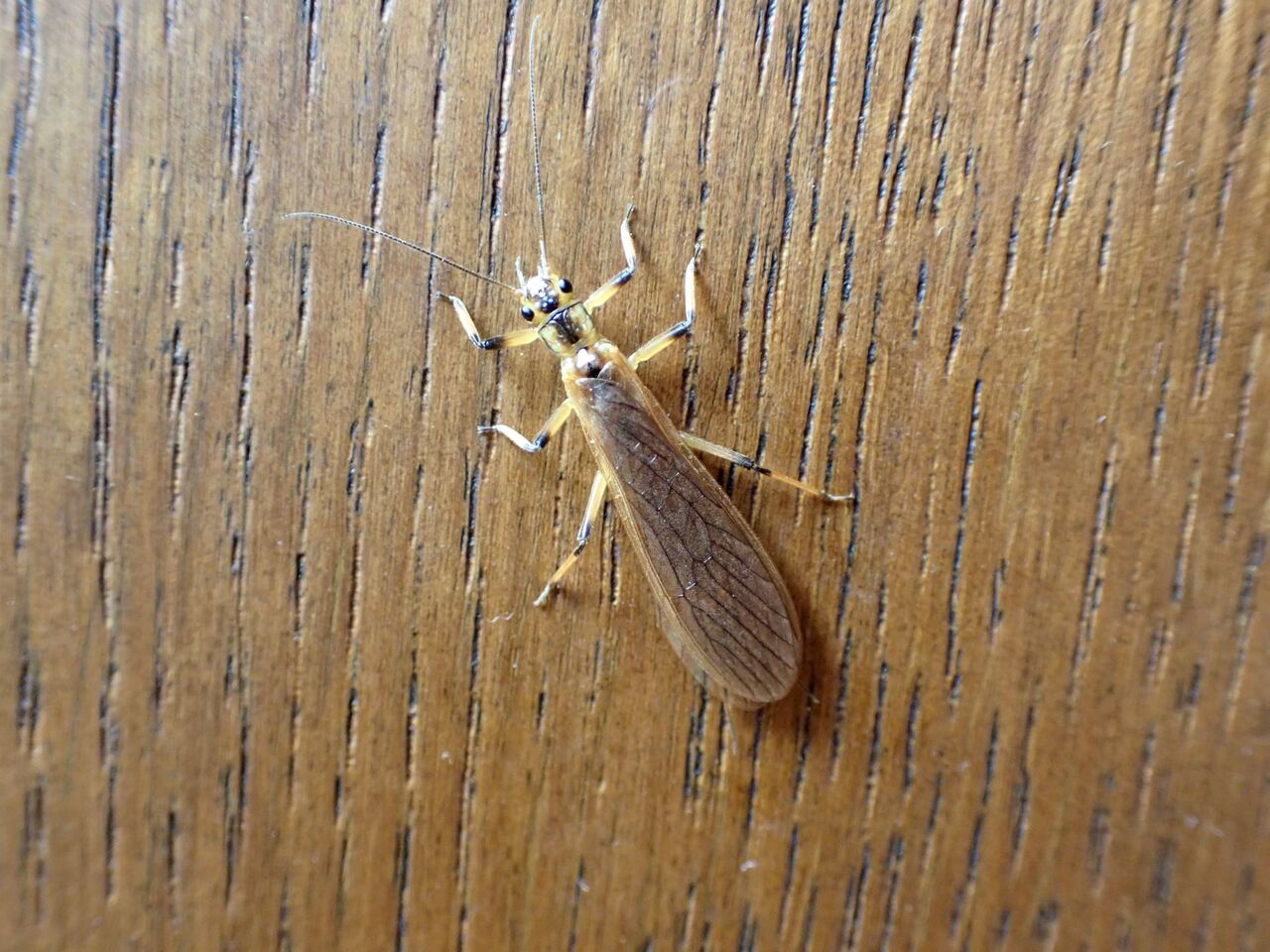 フタツメカワゲラ属の一種 富士山麓の自然