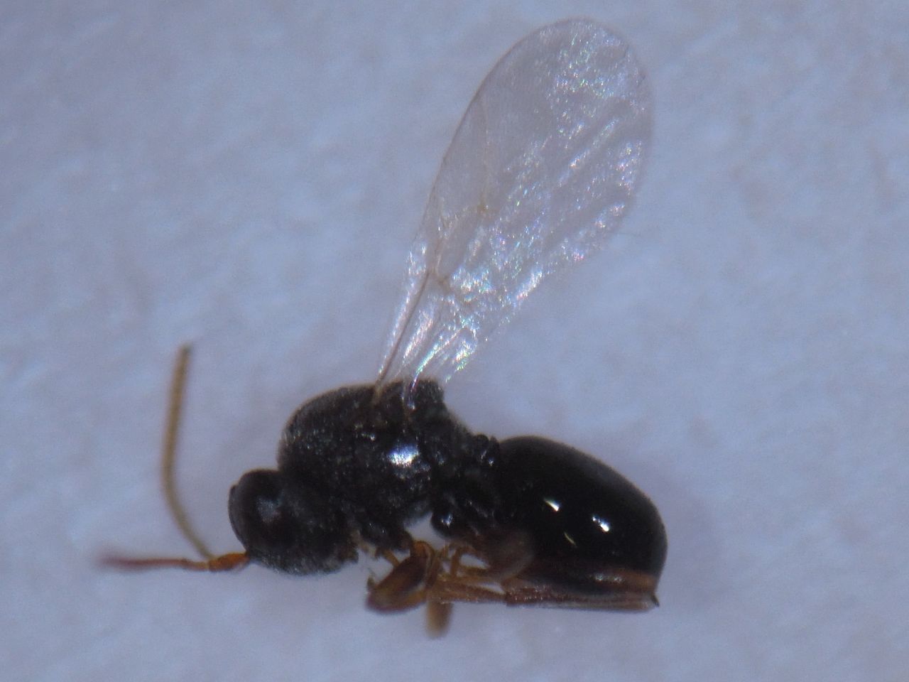 富士山の日 の富士山 クヌギエダヒメコブフシ ヒメコバチ タマバチ 富士山麓の自然