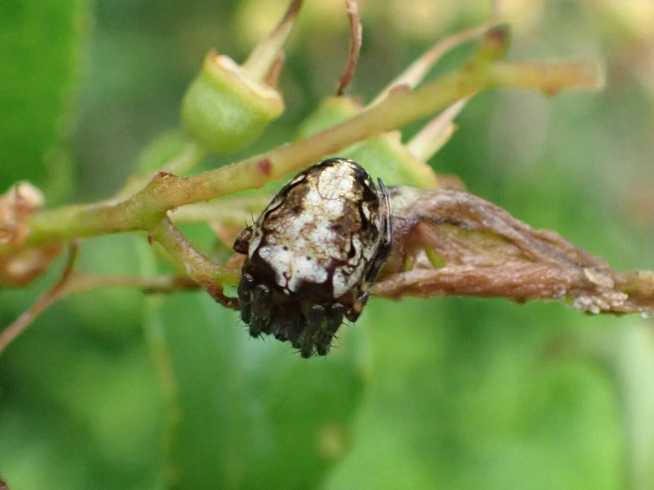 ライポン イシサワオニグモ カラフトオニグモ 富士山麓の自然