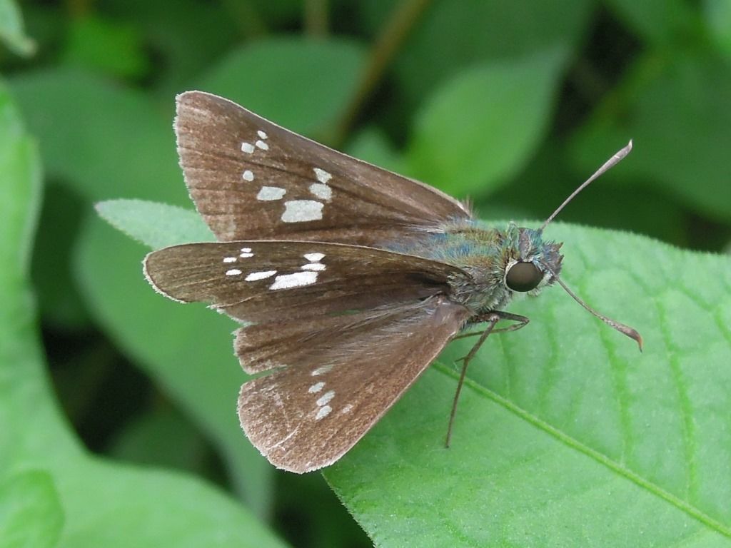 ミゾソバの花 オオチャバネセセリとイチモンジセセリ 富士山麓の自然