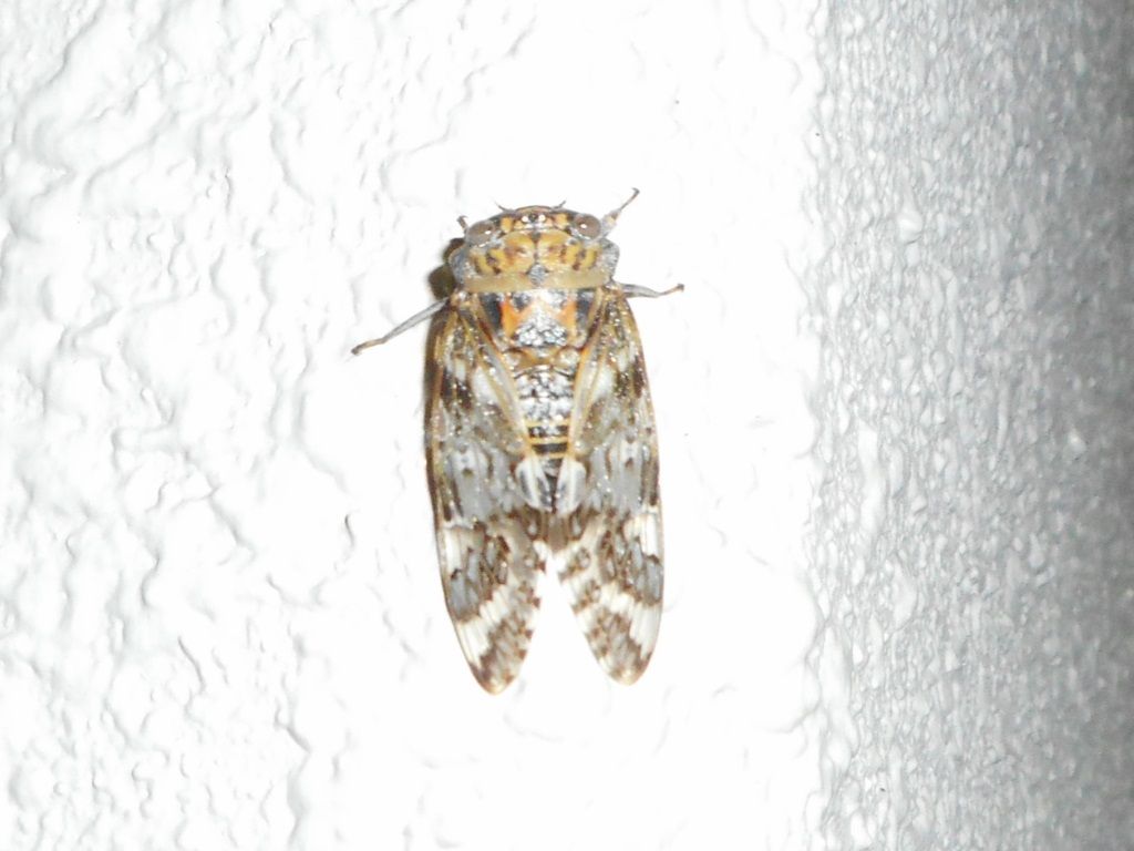 生き物たちに異変 ニイニイゼミ コウモリ モリアオガエル 富士山麓の自然