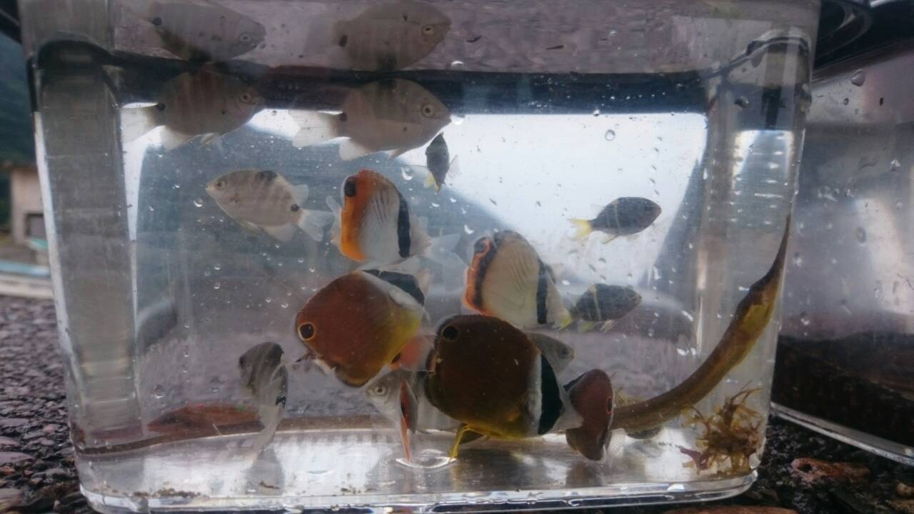 今日の富士山 明けの明星 下田の死滅回遊魚とソイ 富士山麓の自然