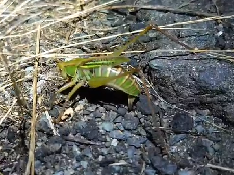 ヒガシキリギリスの共食いと産卵 アオガエルのオッドアイ 富士山麓の自然