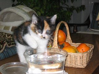 チビと水