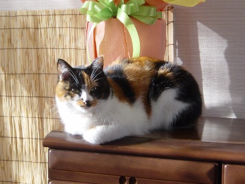 美人のチビちゃん
