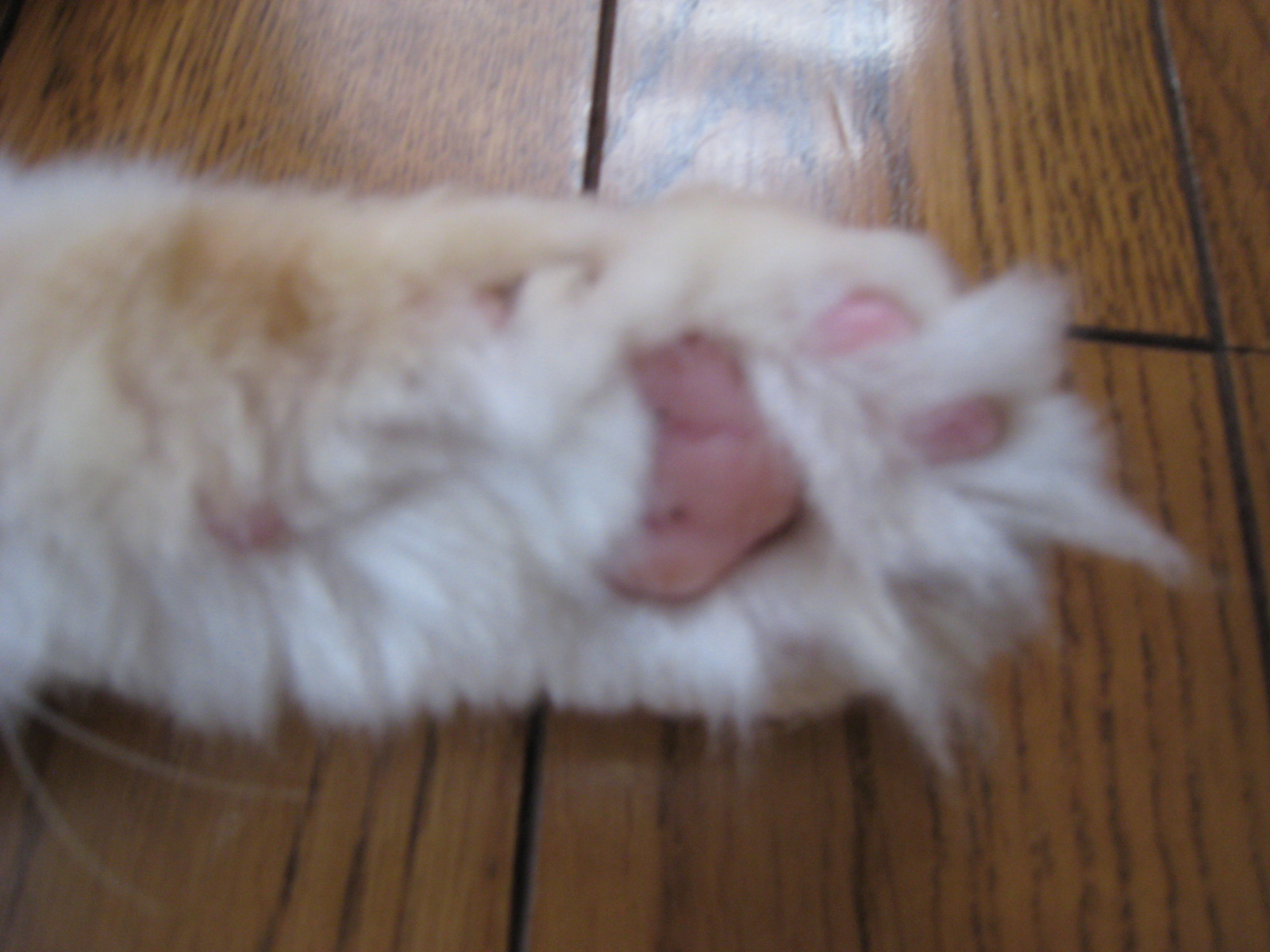 猫 肉球 毛 最高の画像ページ