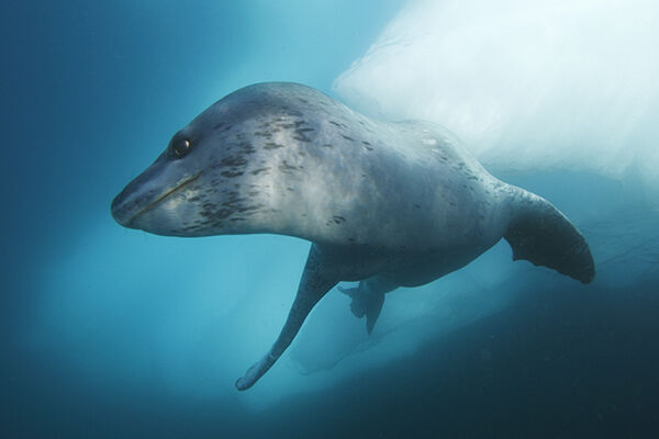 クラカケアザラシの写真 Hiroya Minakuchi S Daily Pics 水口博也の取材日記 クラカケアザラシの写真 Hiroya Minakuchi S Daily Pics 水口博也の取材日記