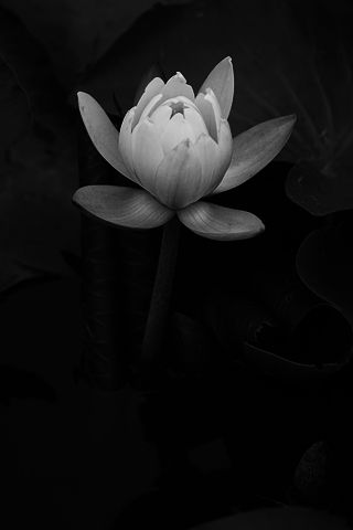 ハスの花 : Hiroya Minakuchi's Daily Pics.水口博也の取材日記