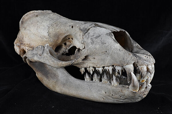 鰭脚類の頭骨の撮影 : Hiroya Minakuchi's Daily Pics.水口博也の取材日記