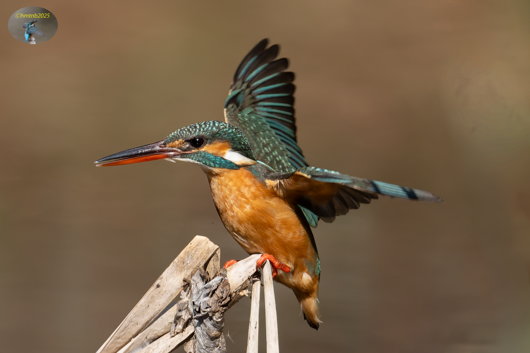 1月30日 金曜日） カワセミ : 公園の野鳥 in 神戸