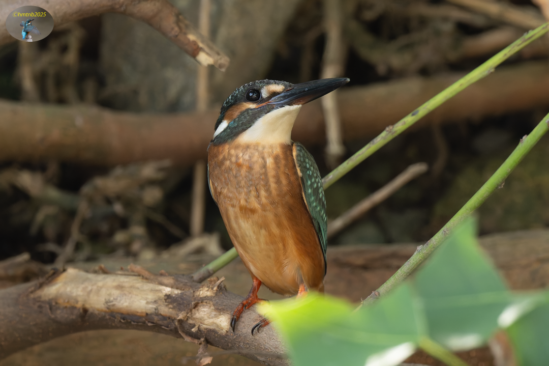 古伊万里　カワセミ ⭐︎ カワセミ／common kingfisher ． 幼鳥ちゃんの羽ばたき
