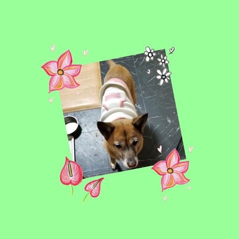 2018-12-01_13-16-47_449