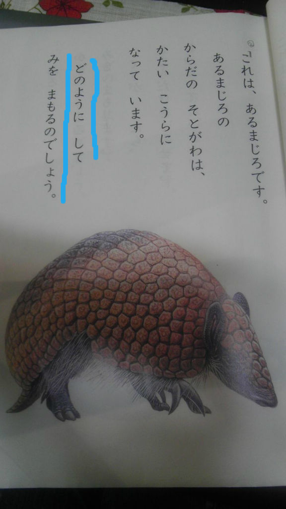 あるまじろ 鰌と鯰 小魚と小娘 徒然日記 あるまじろ 鰌と鯰 小魚と小娘 徒然日記