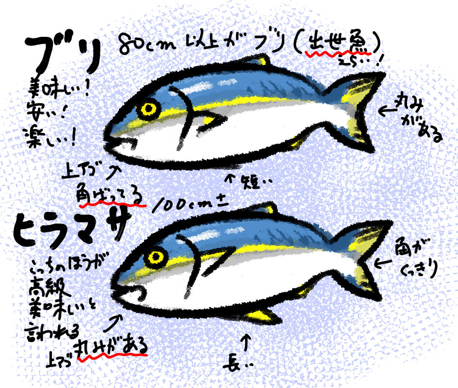 ブリとヒラマサ 暇ないなったクンのブログ ブリとヒラマサ 暇ないなったクンのブログ
