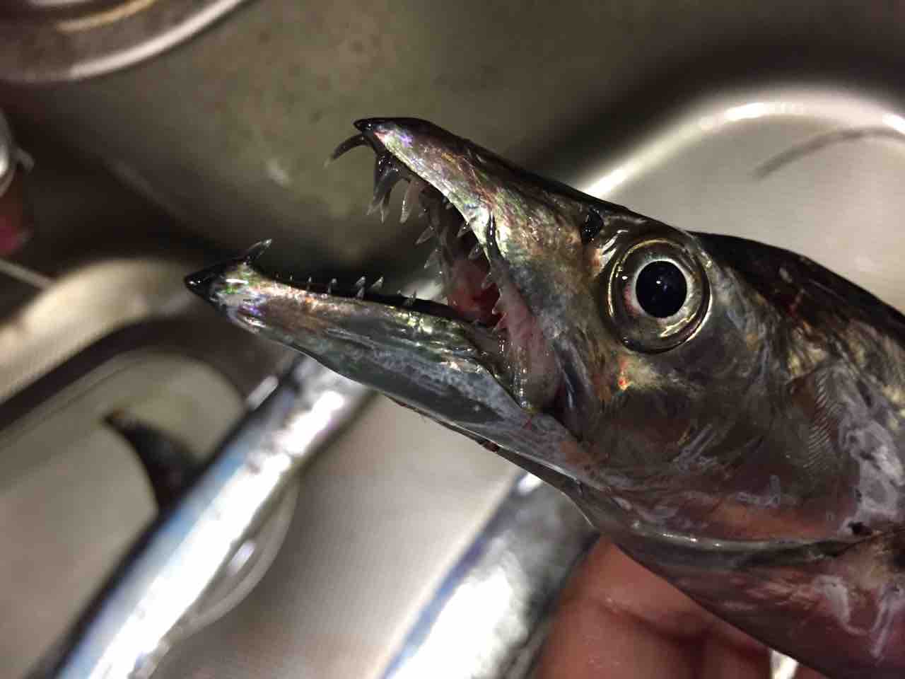 遠州灘サーフ ヒラメ釣行 遠州灘サーフ ヒラメ釣行