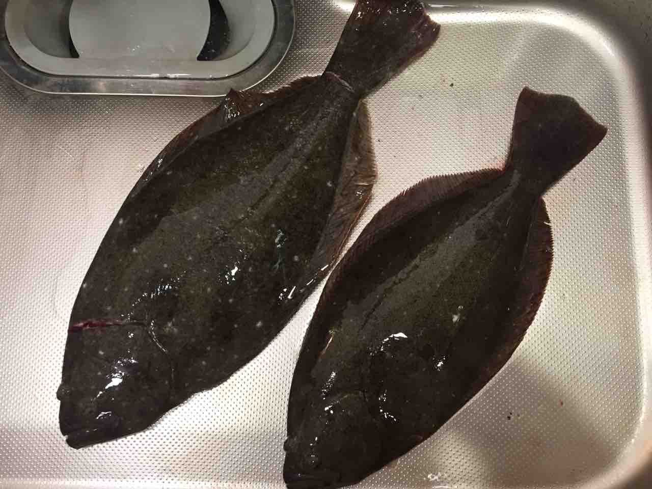 釣行 メバリング 遠州灘サーフ ヒラメ釣行 釣行 メバリング 遠州灘サーフ ヒラメ釣行
