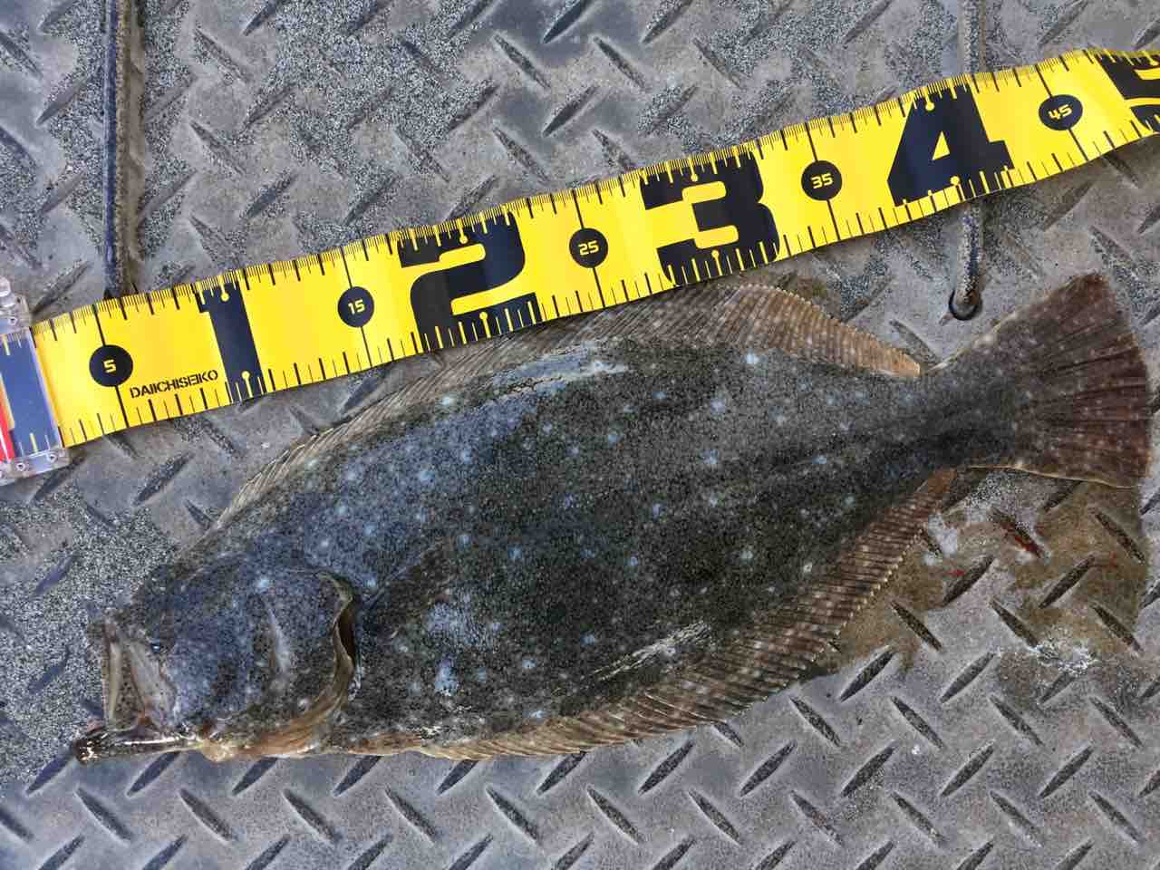 釣行30 ヒラメ45cm cm 遠州灘サーフ ヒラメ釣行
