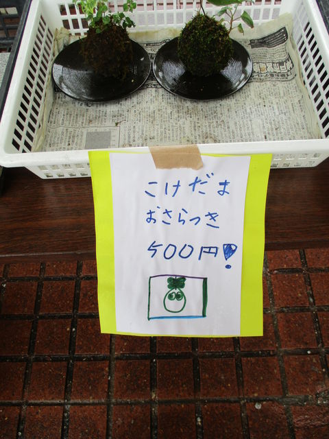 生徒たちの苔玉 ホアマイだより