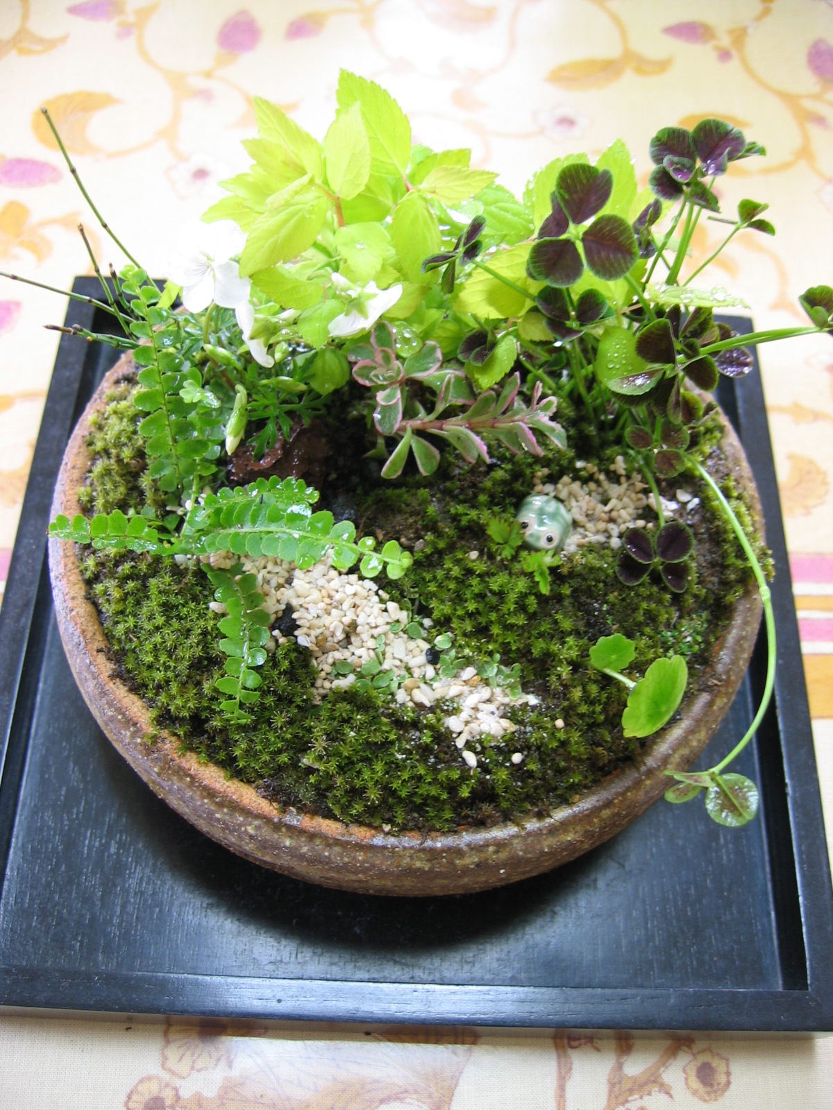 初めての寄せ植え 2 ホアマイだより 初めての寄せ植え 2 ホアマイだより