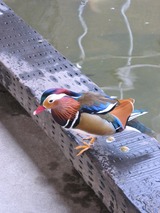 ¤·¤ó¤·¤ó¤ÈÀã¤Î¹ß¤ëÆü~15~