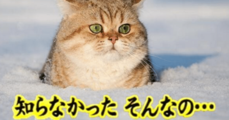 rectangle_large_type_2_98fe275caf94dbbfaf7ef65c7c486df6