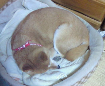 寝る犬 歩く犬 泳ぐ魚に脱皮したコーンスネークです 動物の行動色々 趣味のツボ 寝る犬 歩く犬 泳ぐ魚に脱皮したコーンスネークです 動物の行動色々 趣味のツボ