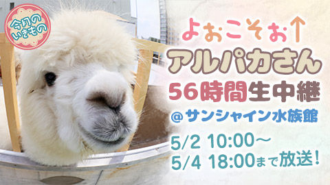 動物バナー