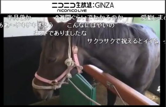 リアルダービースタリオン 01