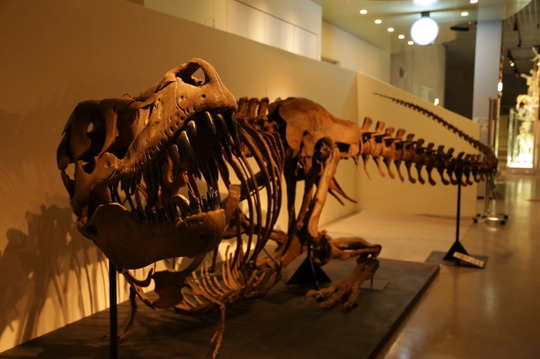 タルボサウルスの化石