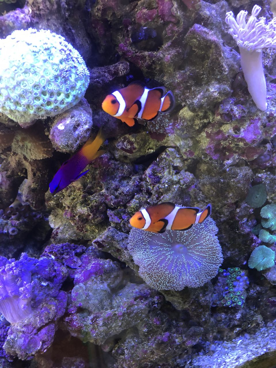 お魚生きてる