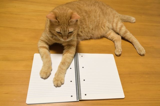 猫勉強