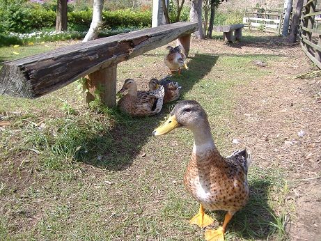 2010_1008_142150-DSCF3384