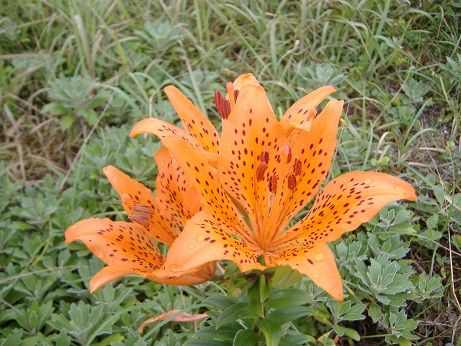 2011_0730_135559-DSCF4099