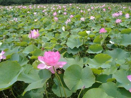 2011_0704_143635-DSCF4004