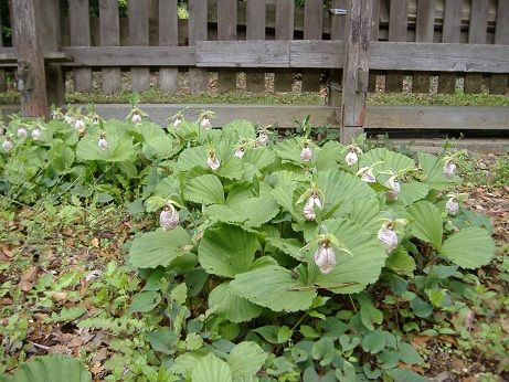 2011_0503_132024-DSCF3834