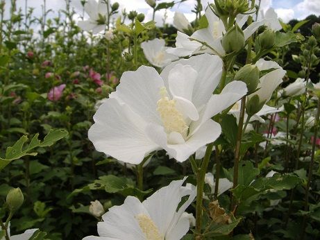 2011_0724_143830-DSCF4086