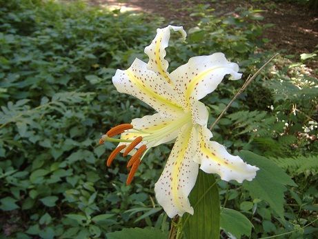 2011_0716_140517-DSCF4029