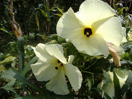 2010_0818_131306-DSCF3273