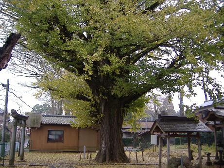 2009_1123画像0005