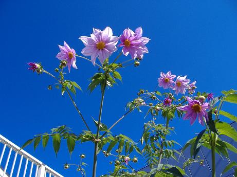 2009_1121画像0009