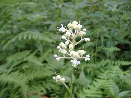 2011_0803_133403-DSCF4120