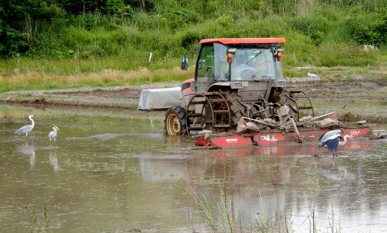 田んぼの代掻きと青鷺 Hodono32のブログ