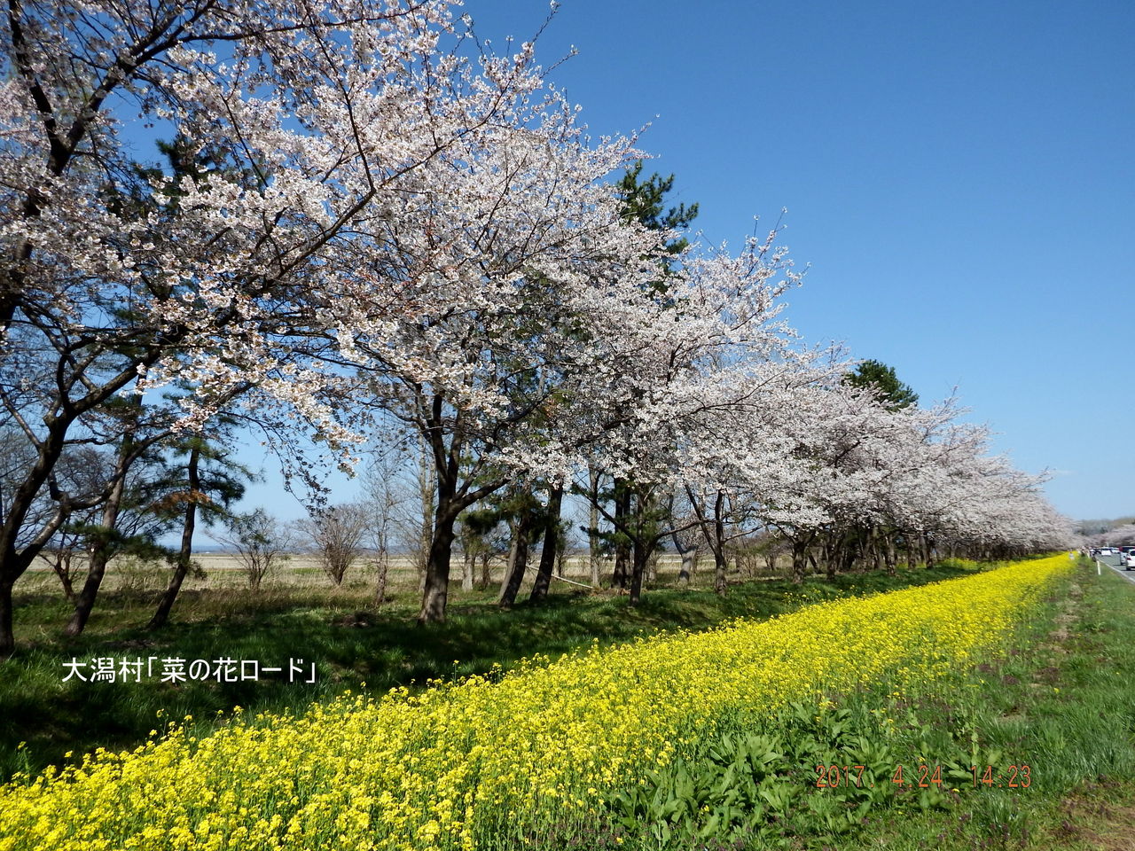 大潟村のサクラと菜の花ロード Hodono32のブログ