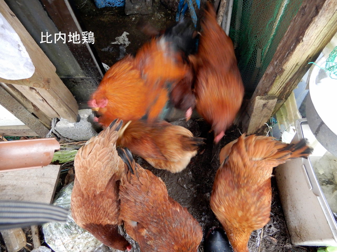 冬の田んぼにダイサギ Hodono32のブログ