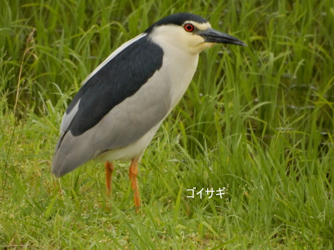 早苗鳥